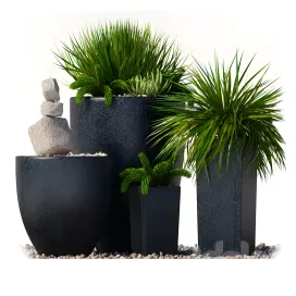 Plants